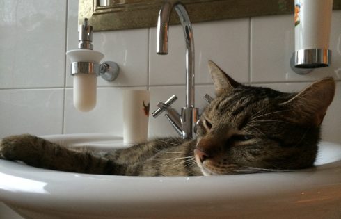 Katzenwäsche, cat wash