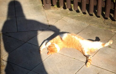 cats shadow play