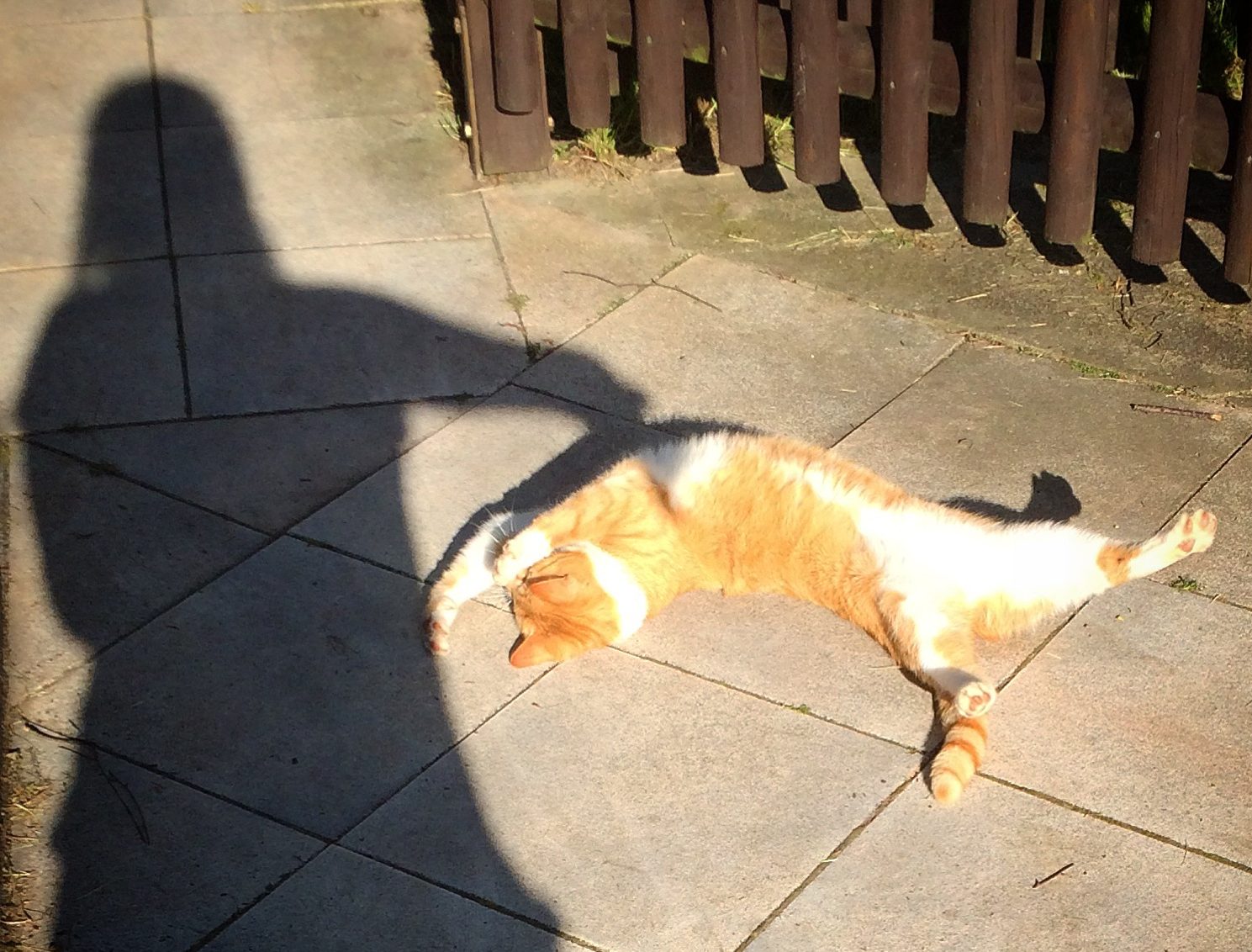 cats shadow play