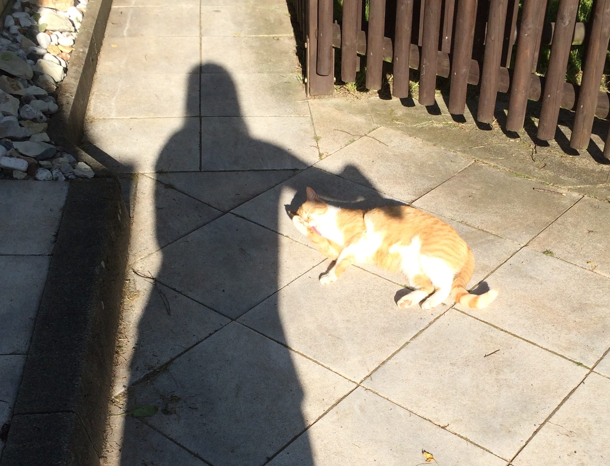 Schattenspiel mit Katze