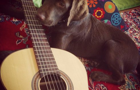 guitar dog, Hund mit Gitarre