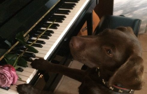 piano dog, Hund am Klavier