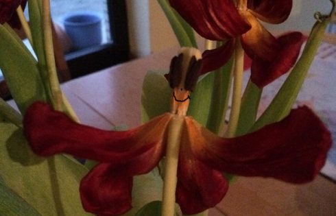 Tulpen, i see faces