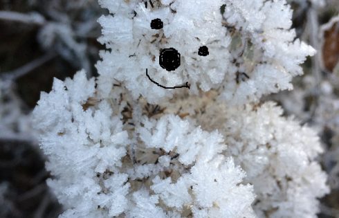 Icebear, Eisbär, snowart