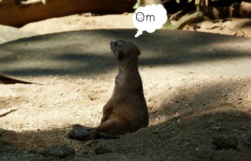 meditating meercat, Om