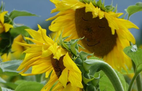 sunny day, sunflowers