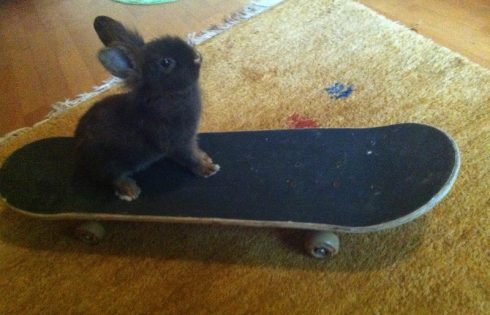 skatebord bunny