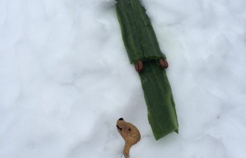 Gurkenkrokodil im Schnee