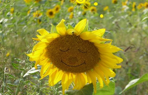 Sonnenblume sunny smile
