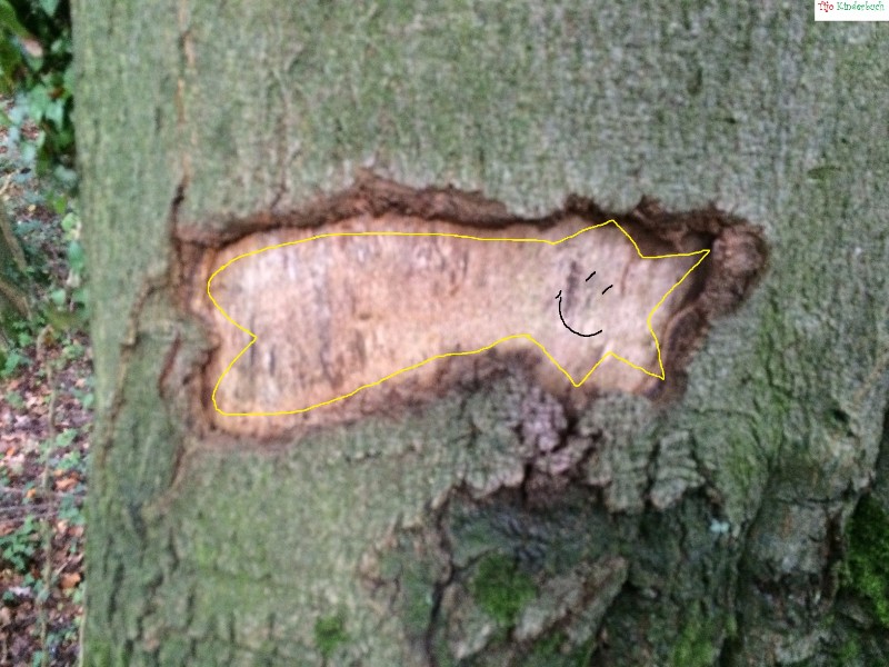Sternschnuppenbaum
